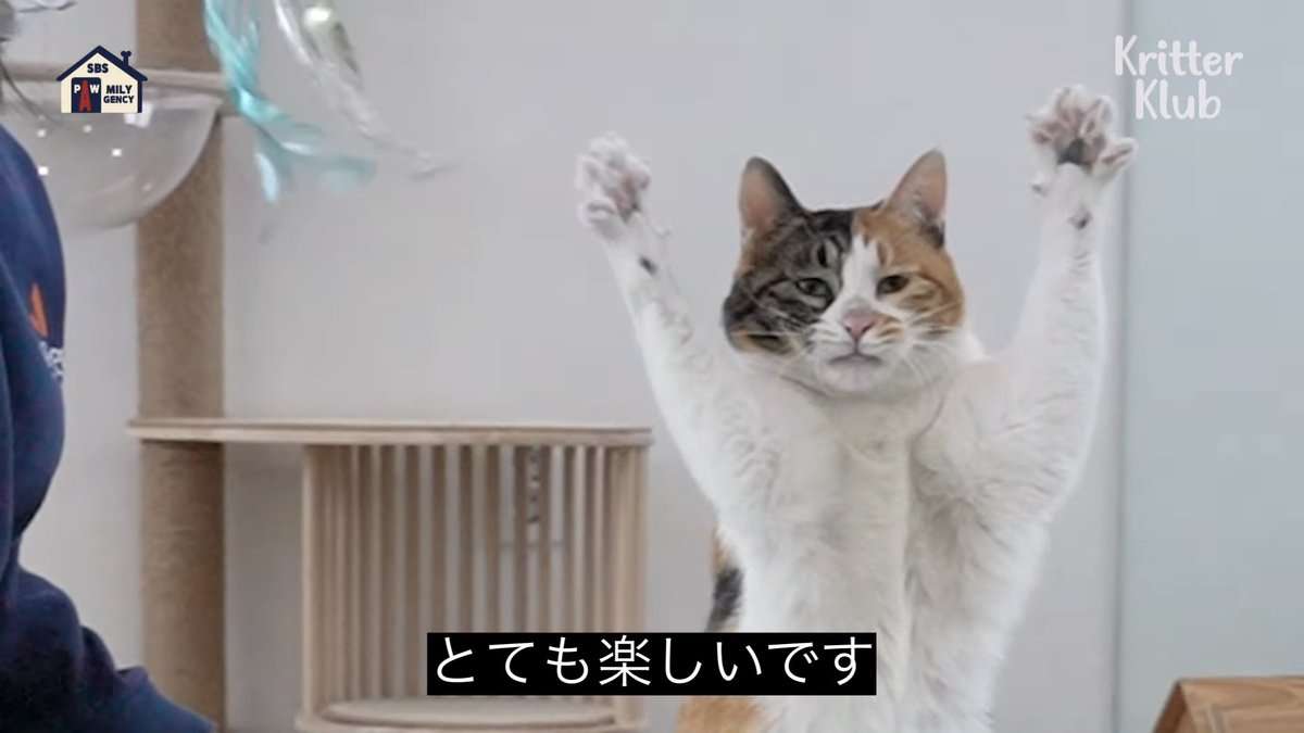 面白い顔の動物を貼るトピ