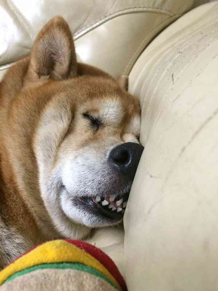 面白い顔の動物を貼るトピ