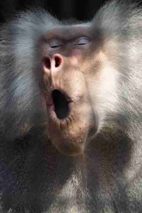 面白い顔の動物を貼るトピ