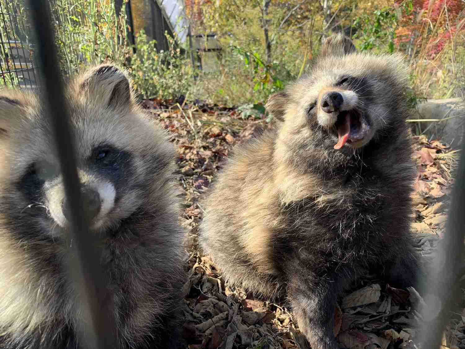 面白い顔の動物を貼るトピ