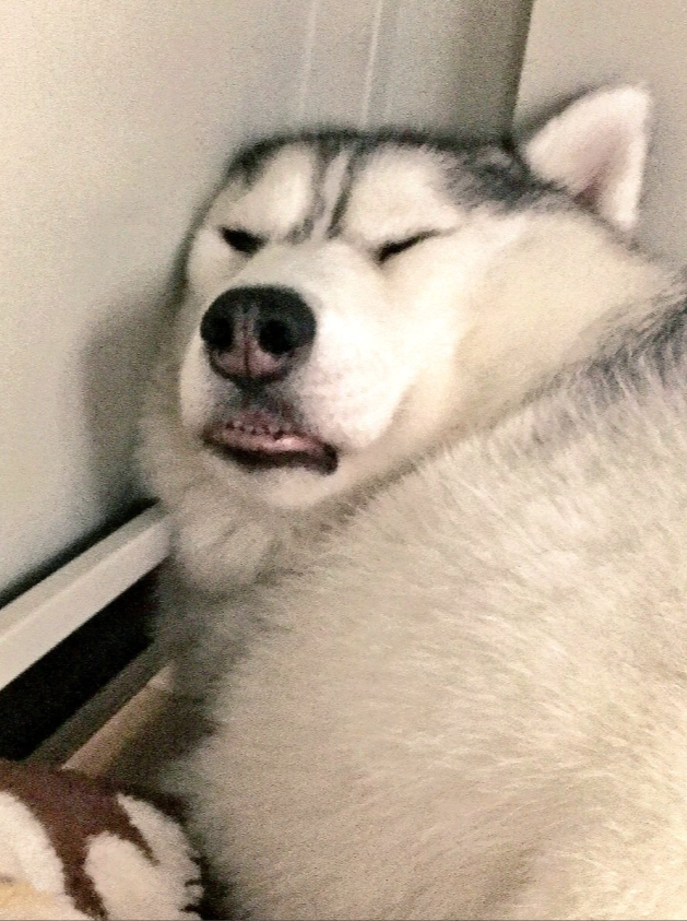 面白い顔の動物を貼るトピ