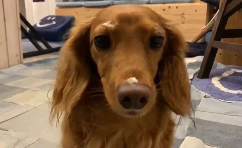 面白い顔の動物を貼るトピ