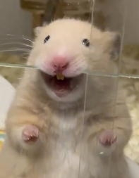 面白い顔の動物を貼るトピ