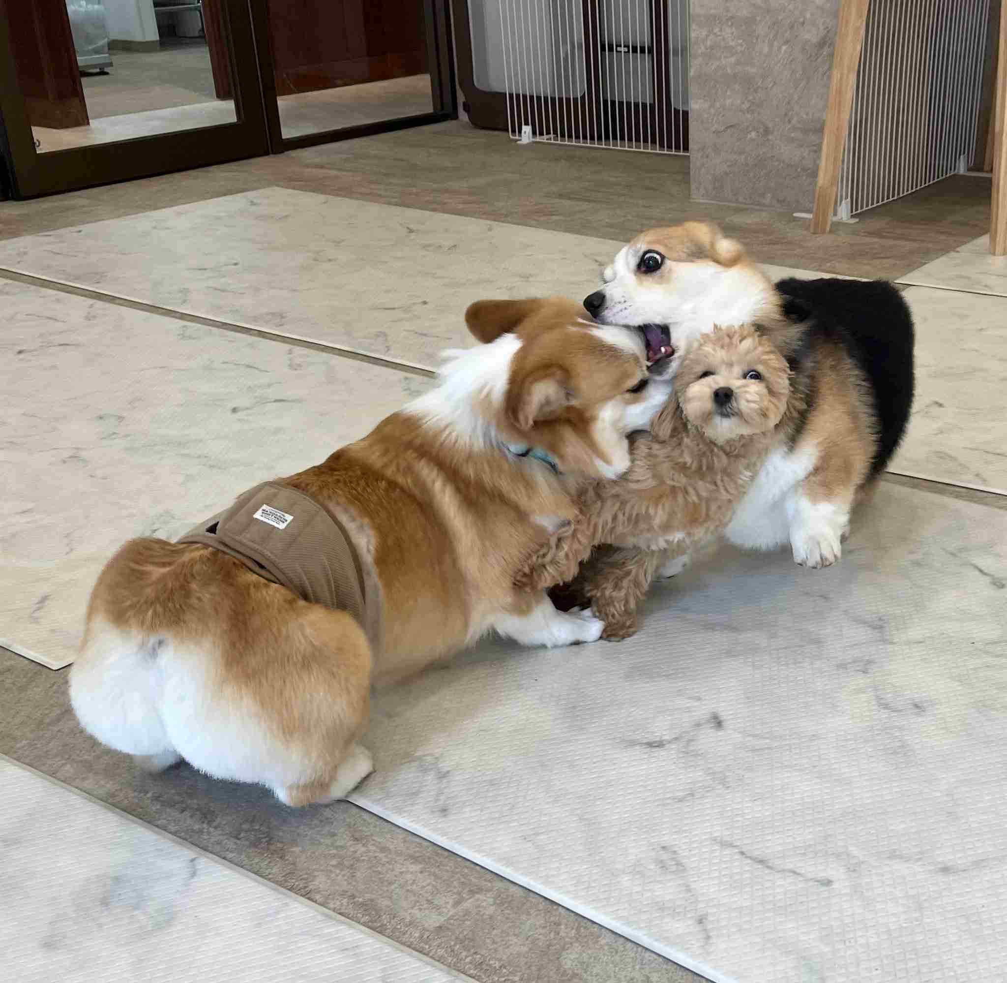 面白い顔の動物を貼るトピ