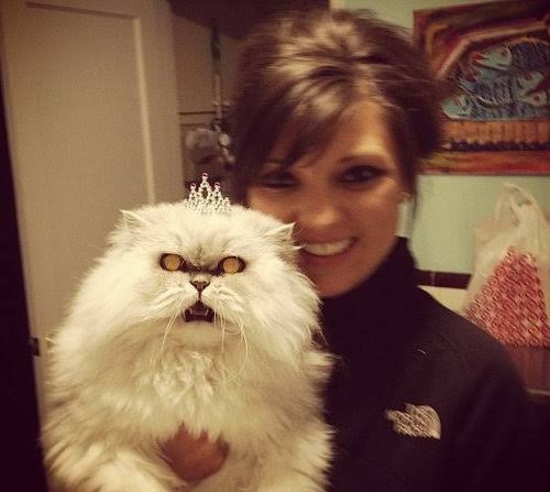 面白い顔の動物を貼るトピ