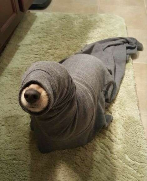 オバケーヌ好き仲間集合