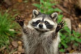 たぬき!狸!Tanuki!Part7