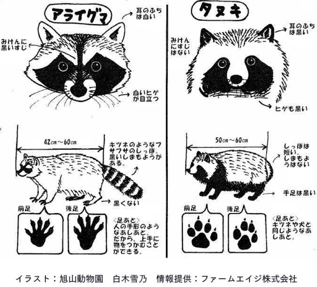 たぬき!狸!Tanuki!Part7