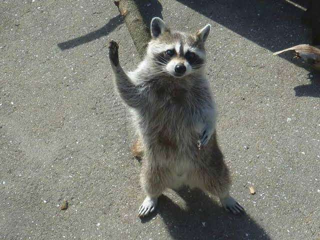 たぬき!狸!Tanuki!Part7