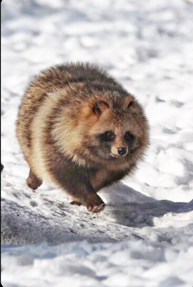 たぬき!狸!Tanuki!Part7