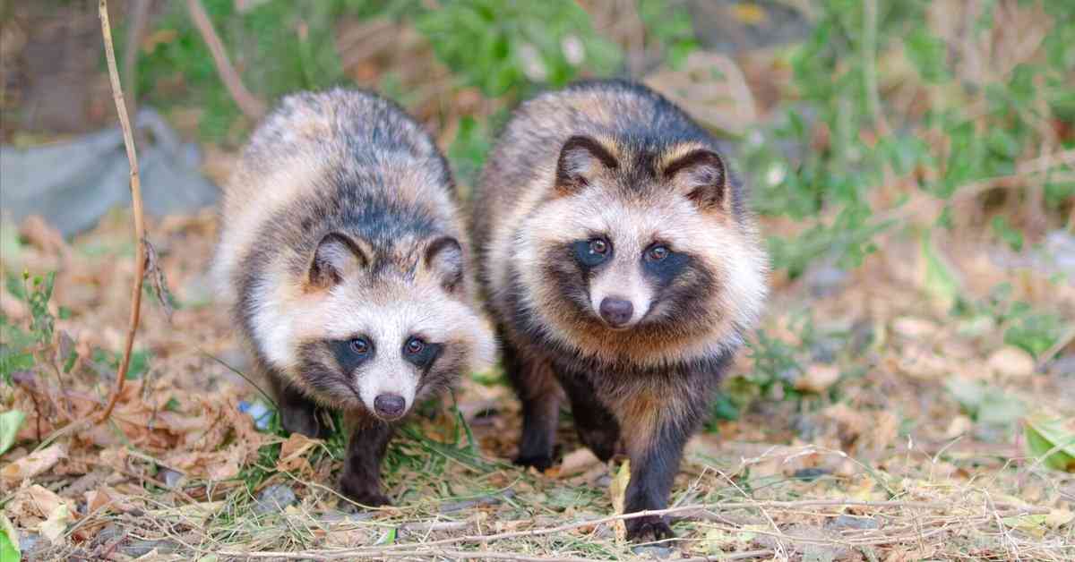 たぬき!狸!Tanuki!Part7