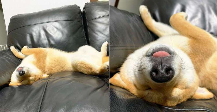 ソファでお腹を出して爆睡! たくさん遊んだ日に「大胆ポーズ」で眠る柴犬の心理|獣医師解説