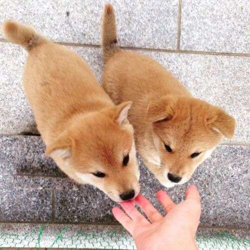 ソファでお腹を出して爆睡! たくさん遊んだ日に「大胆ポーズ」で眠る柴犬の心理|獣医師解説