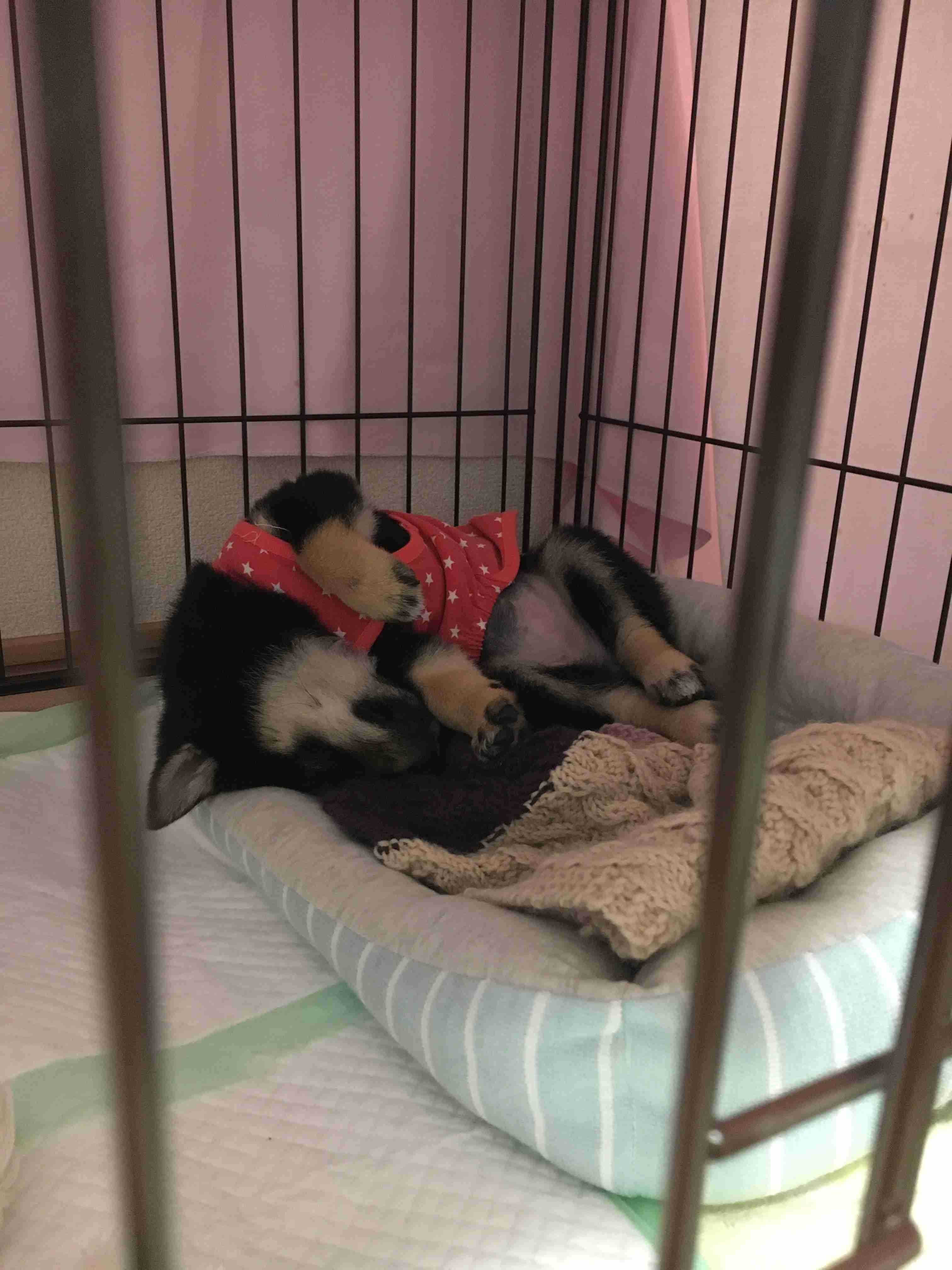 ソファでお腹を出して爆睡! たくさん遊んだ日に「大胆ポーズ」で眠る柴犬の心理|獣医師解説