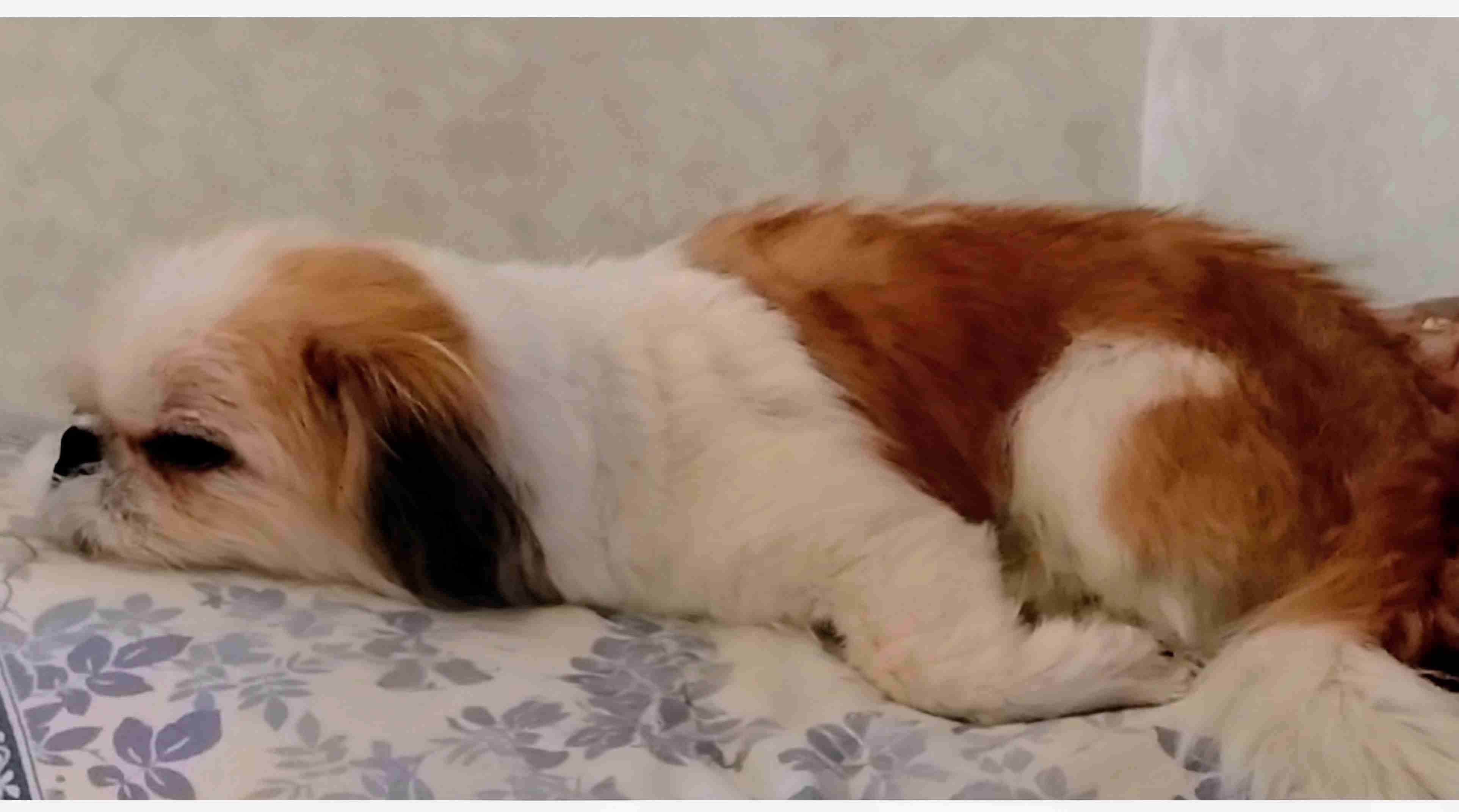 ソファでお腹を出して爆睡! たくさん遊んだ日に「大胆ポーズ」で眠る柴犬の心理|獣医師解説