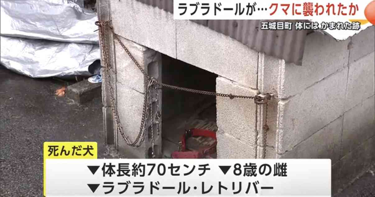 ラブラドール・レトリバーがクマに襲われたか 犬の左足にかまれた跡 付近にはクマのふん 秋田・五城目町