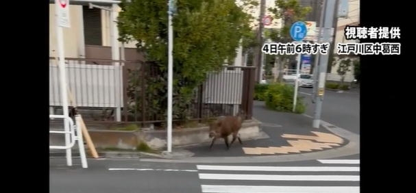 東京・江戸川区でイノシシの目撃相次ぐ　けさ東葛西などで通報9件ほど　現在は行方分からず区は注意呼びかけ