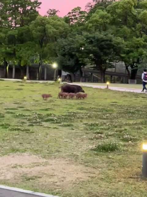 東京・江戸川区でイノシシの目撃相次ぐ　けさ東葛西などで通報9件ほど　現在は行方分からず区は注意呼びかけ