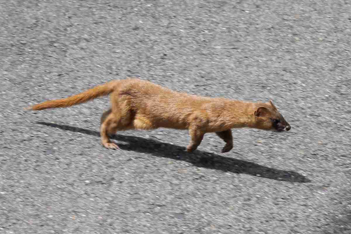 「リアル10頭身!」 カジサックの美人娘16歳、スタイル抜群な全身ショットにネット衝撃