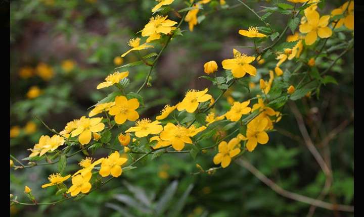 好きな名字をあげていくトピ