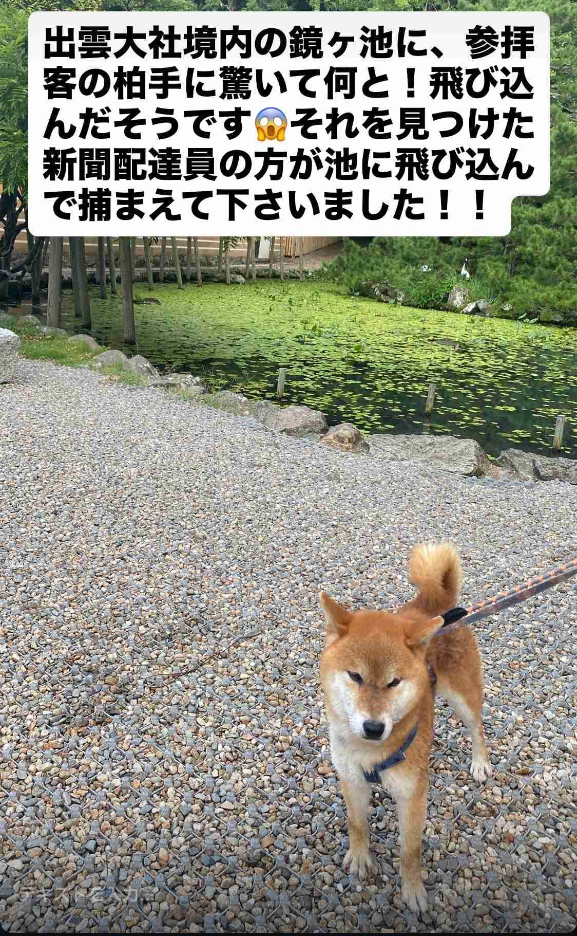 出雲大社の池でもがく迷子犬、見かけた新聞配達員が飛び込み救出…チラシ1000枚配った飼い主「思いが神様に届いた」