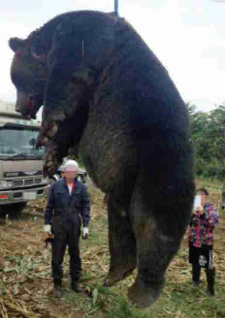 「くまちゃんがいた」散歩中の2歳園児が発見　クリ林に1頭のクマ…安全確保しながら園児怖がらないように「ワンちゃんだね…」と声かけて移動