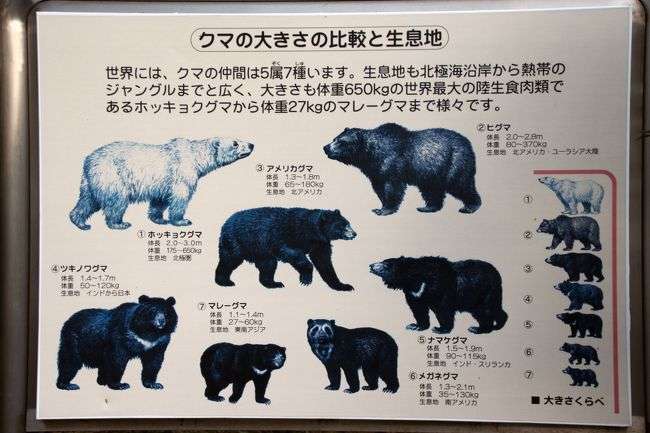 「くまちゃんがいた」散歩中の2歳園児が発見　クリ林に1頭のクマ…安全確保しながら園児怖がらないように「ワンちゃんだね…」と声かけて移動