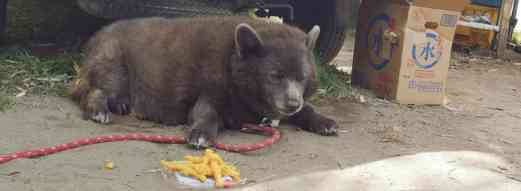 「くまちゃんがいた」散歩中の2歳園児が発見　クリ林に1頭のクマ…安全確保しながら園児怖がらないように「ワンちゃんだね…」と声かけて移動