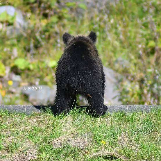 「くまちゃんがいた」散歩中の2歳園児が発見　クリ林に1頭のクマ…安全確保しながら園児怖がらないように「ワンちゃんだね…」と声かけて移動