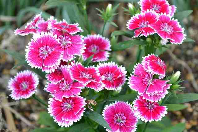 素朴で可憐な花