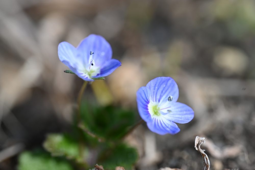 素朴で可憐な花