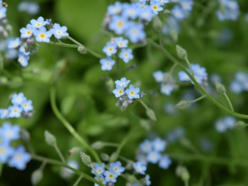 素朴で可憐な花
