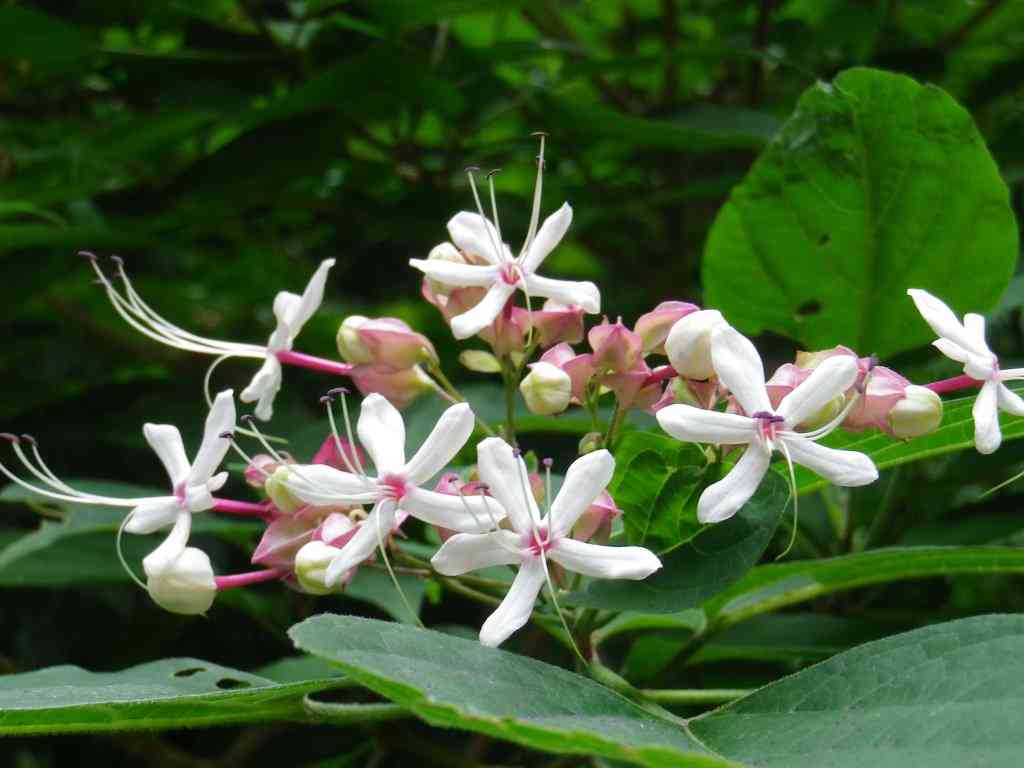 素朴で可憐な花