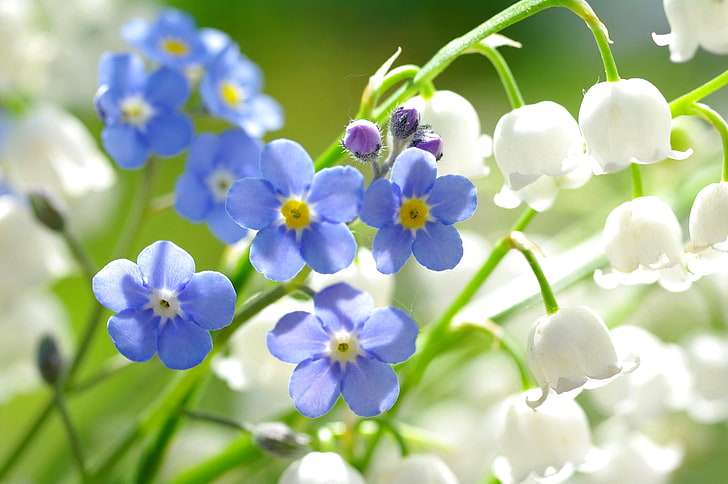 素朴で可憐な花