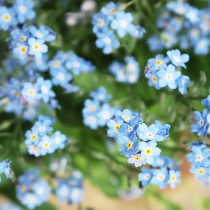 素朴で可憐な花