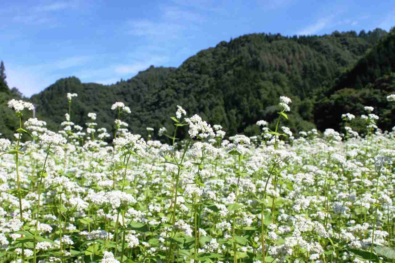 素朴で可憐な花