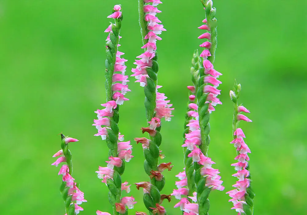 素朴で可憐な花