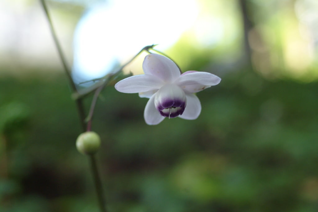 素朴で可憐な花