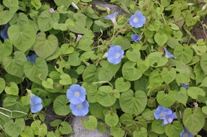 素朴で可憐な花