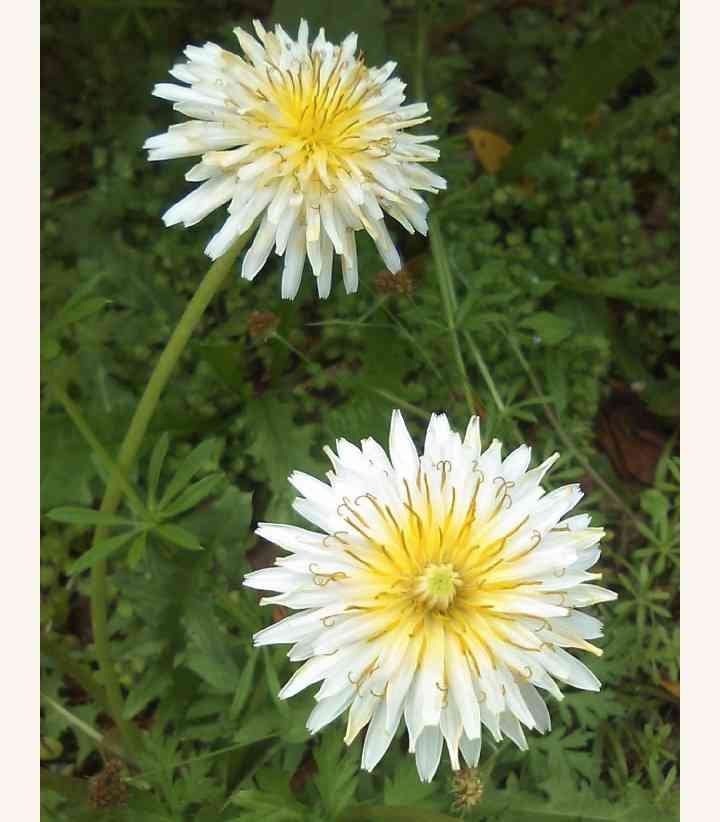 素朴で可憐な花