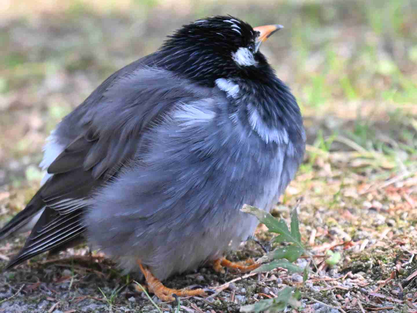 太りたいけどなかなか太らない。