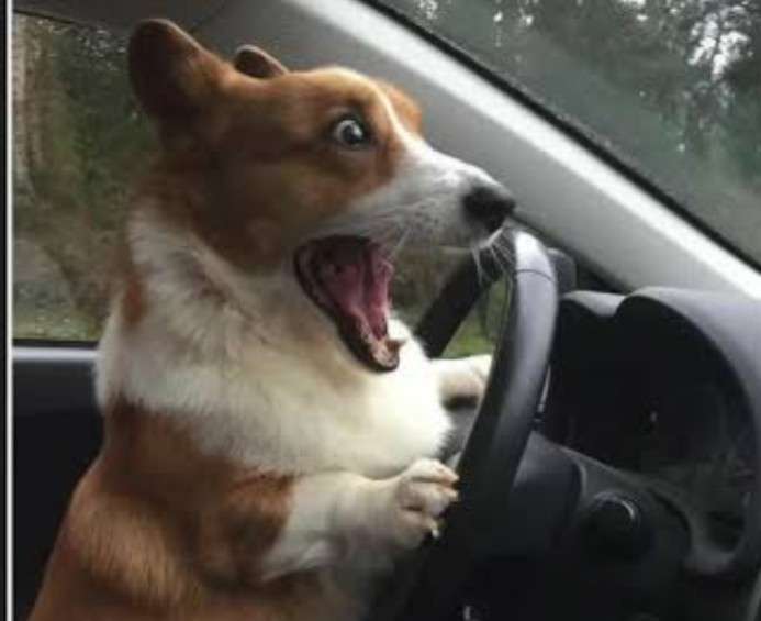 犬が車に突進しようとする癖をやめさせたい