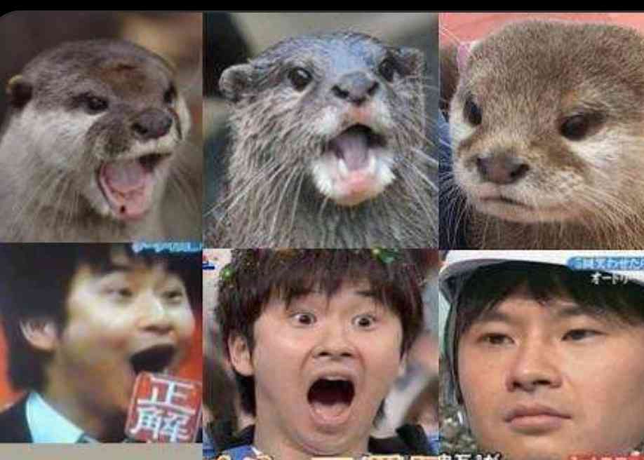 人間と人間以外で似てると思った画像を貼っていくトピ