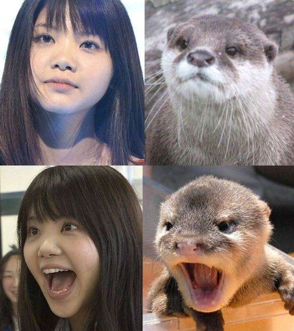 人間と人間以外で似てると思った画像を貼っていくトピ