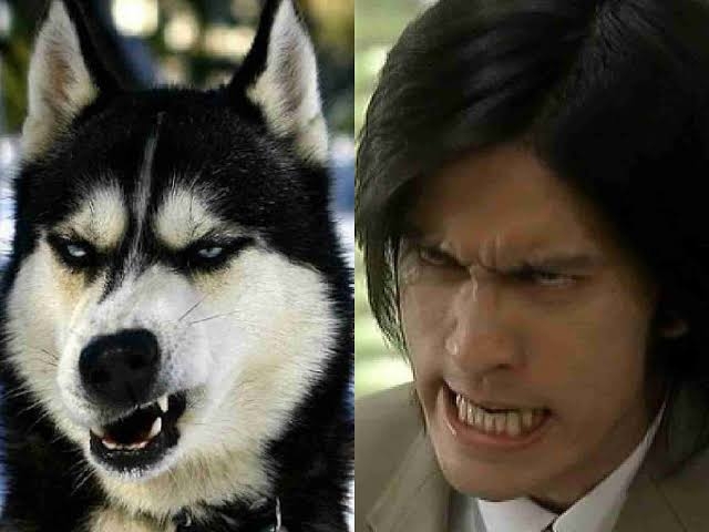 人間と人間以外で似てると思った画像を貼っていくトピ