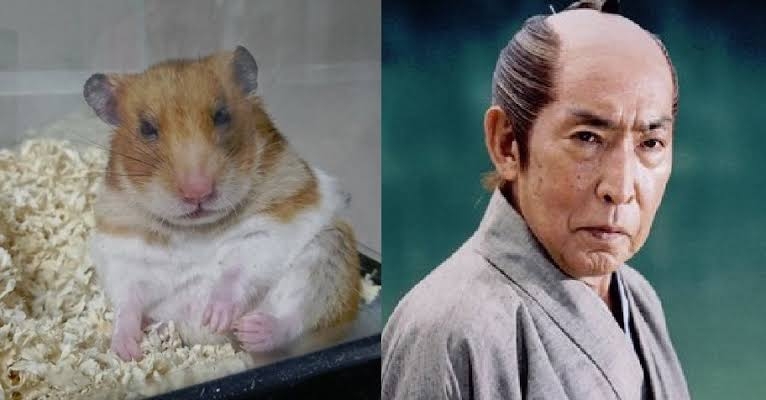 人間と人間以外で似てると思った画像を貼っていくトピ