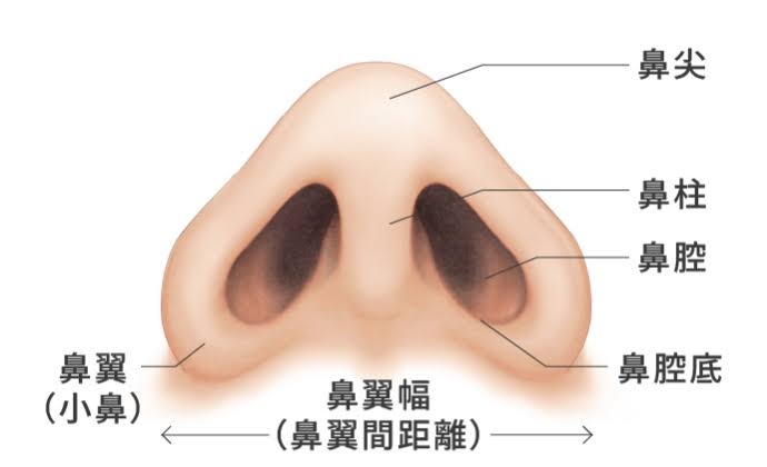 鼻の穴