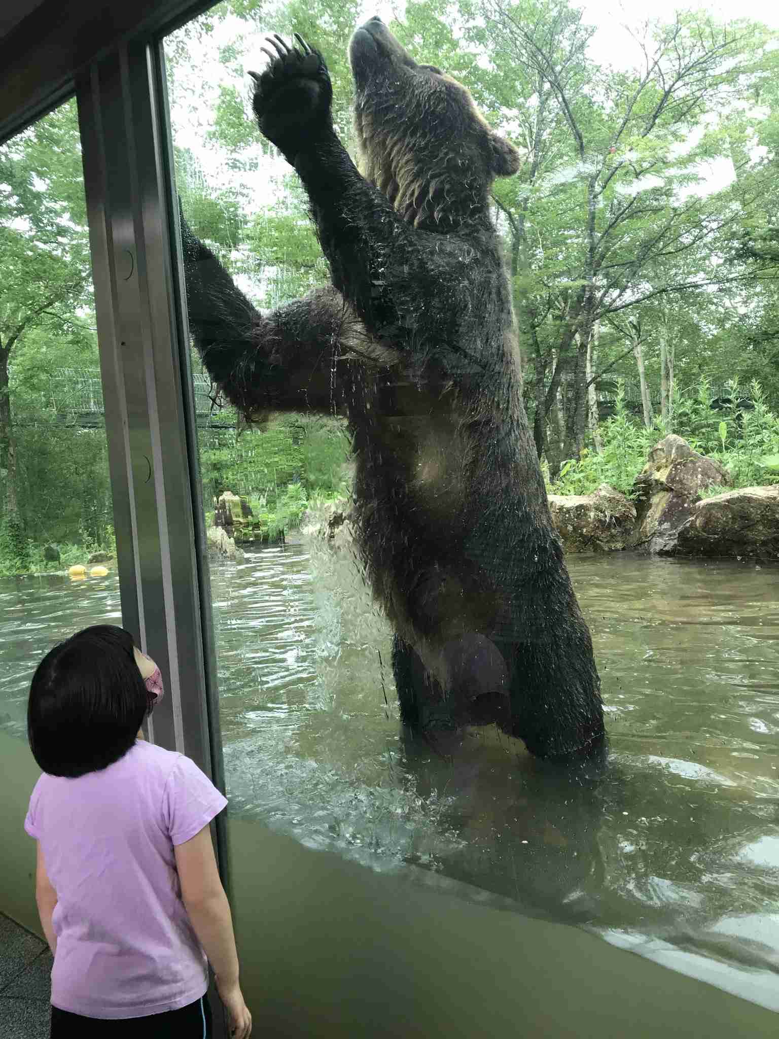 「稀に見る大きな個体」体長1.9m、体重400kg級の巨大グマを捕獲！300kg超の箱わなを倒した個体と同一か
