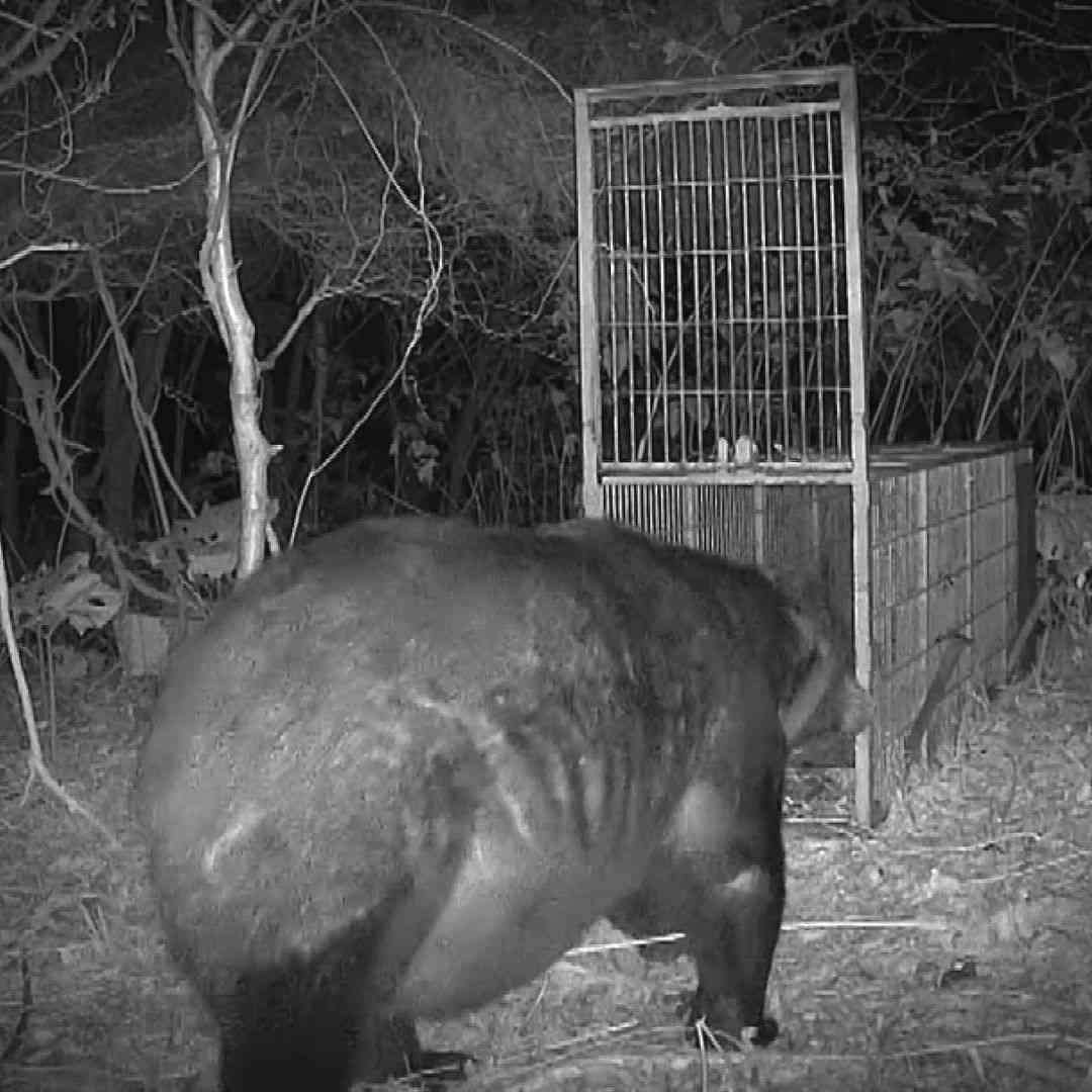 「稀に見る大きな個体」体長1.9m、体重400kg級の巨大グマを捕獲！300kg超の箱わなを倒した個体と同一か