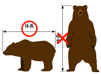 「稀に見る大きな個体」体長1.9m、体重400kg級の巨大グマを捕獲！300kg超の箱わなを倒した個体と同一か